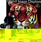 10'  X 10' Tiger Display and 10' x 10' Carpet